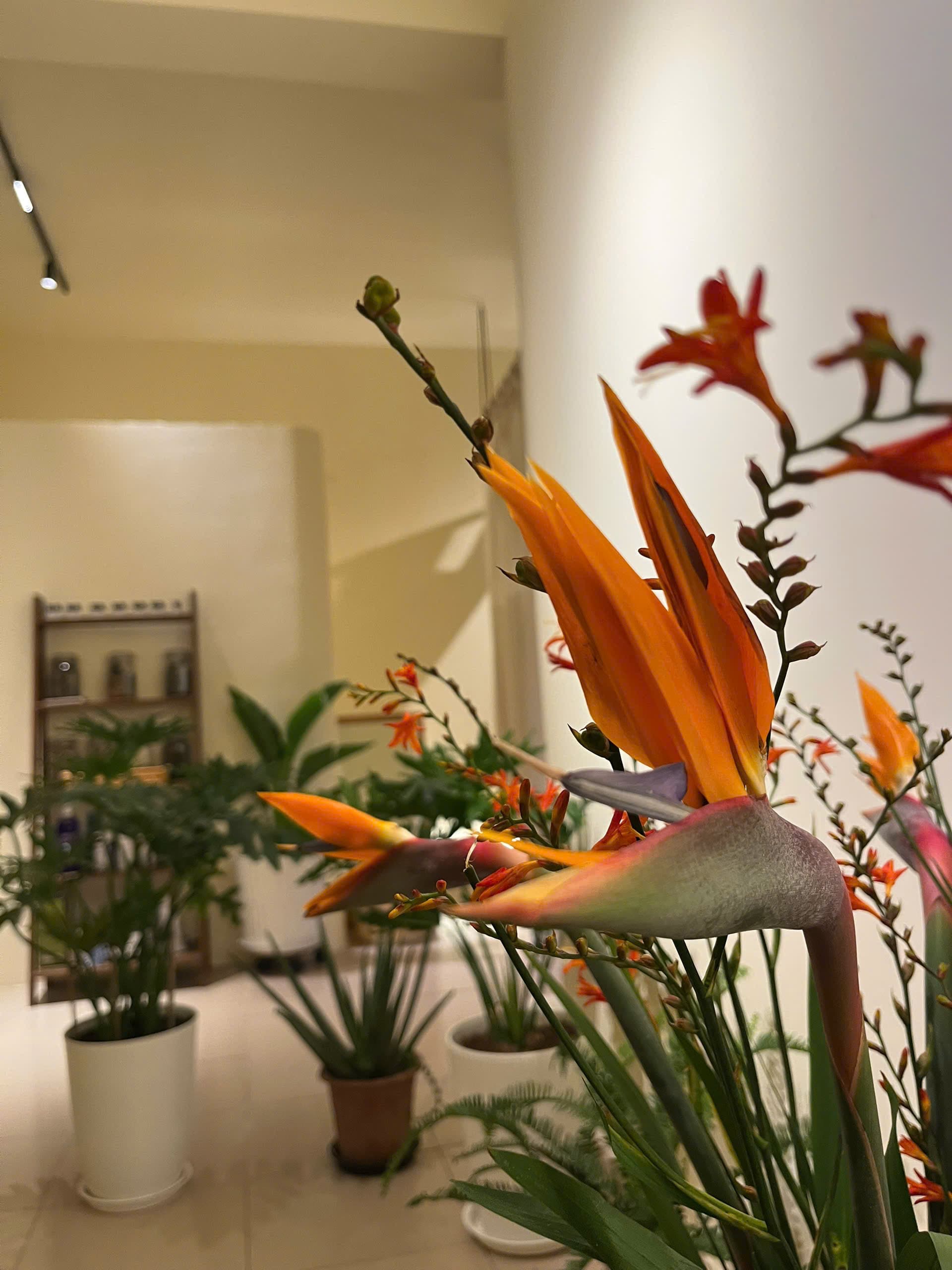 Tropi Q spa interior — tropical ambiance